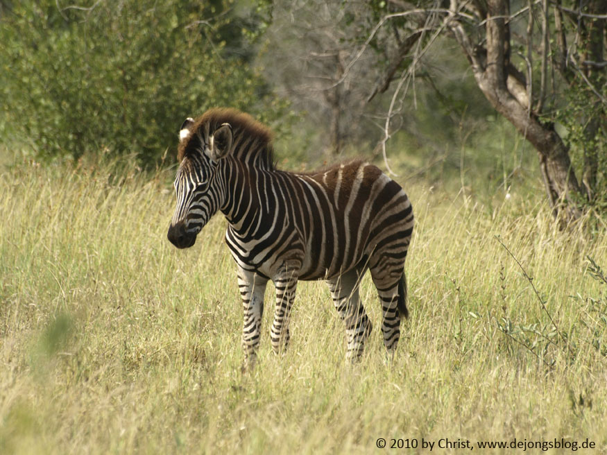 Zebra – Südafrika-featured_image