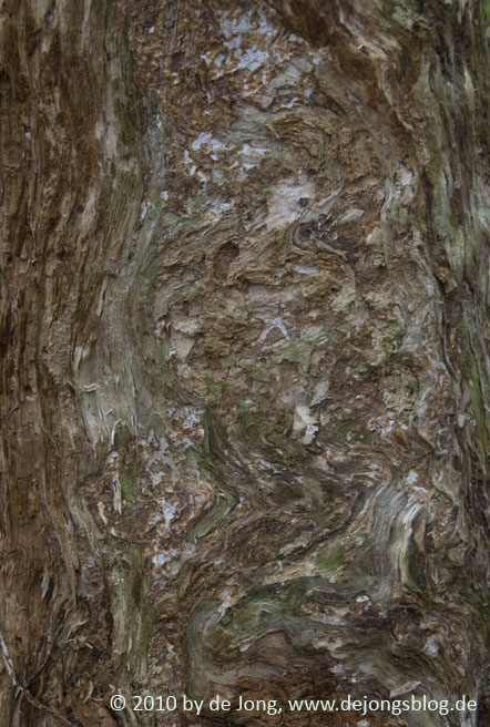 Schönes Muster an einem abgestorbenem Baum-featured_image