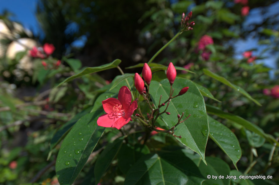 Schöne rote Blüte auf den Philippinen-featured_image