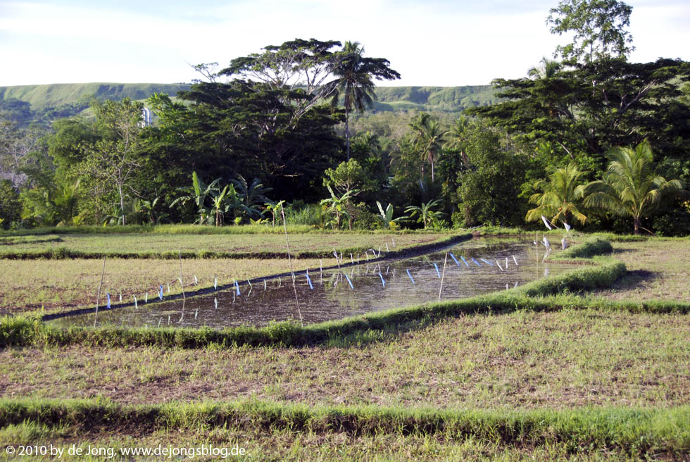 Reisfeld auf den Philippinen-featured_image