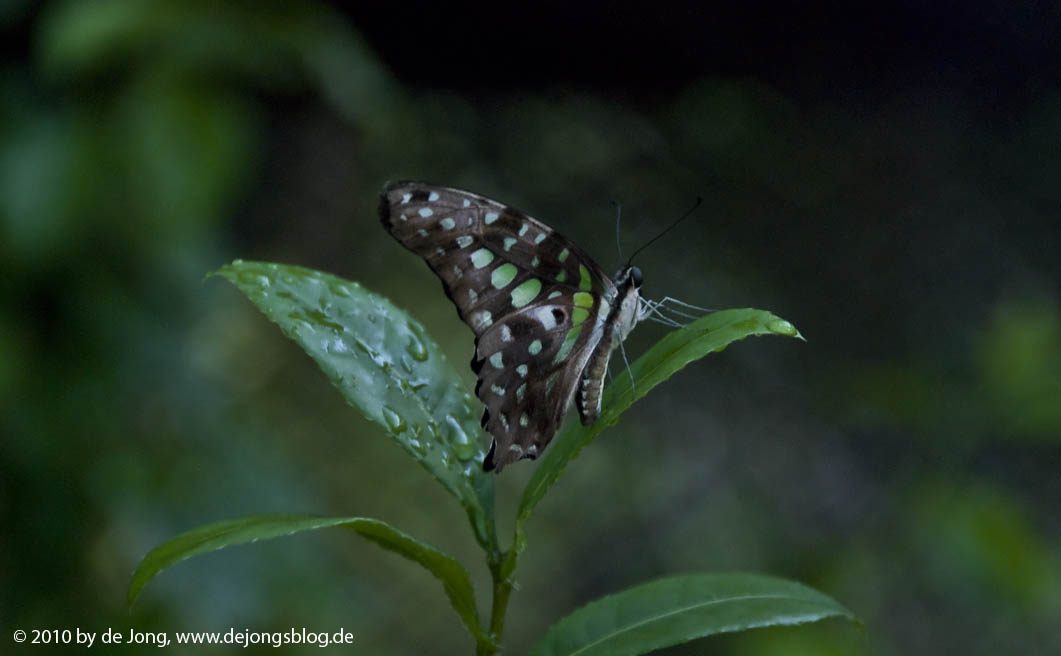 Schmetterling auf den Philippinen-featured_image