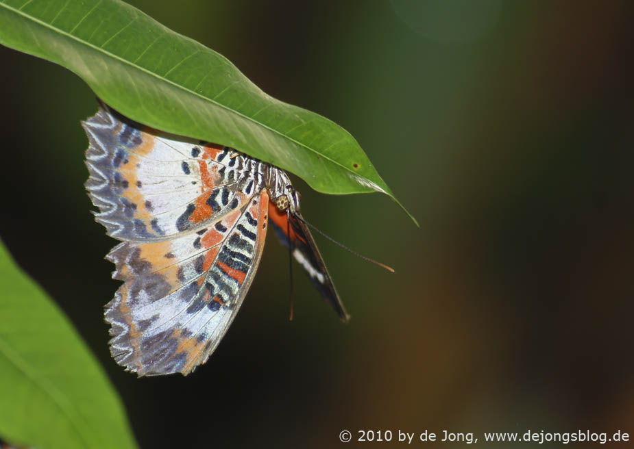 Schmetterlinge auf den Philippinen-featured_image