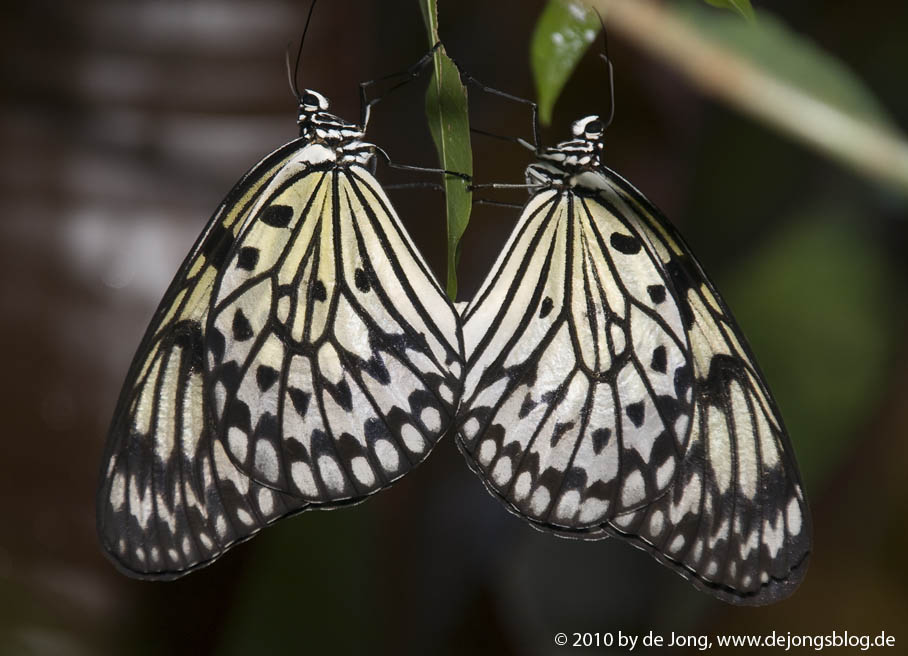 2 schöne Schmetterlinge – Philippinen-featured_image