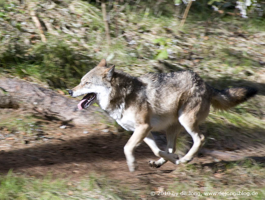 Rennender Wolf – bayrischer Wald-featured_image