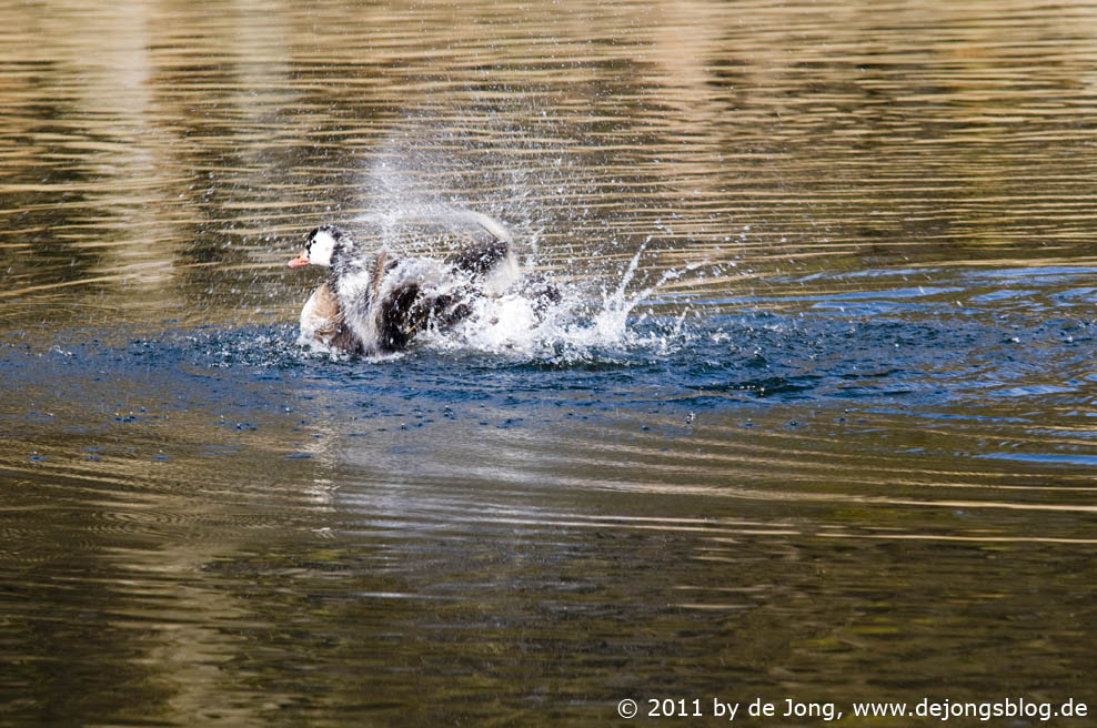 Ente beim Putzen