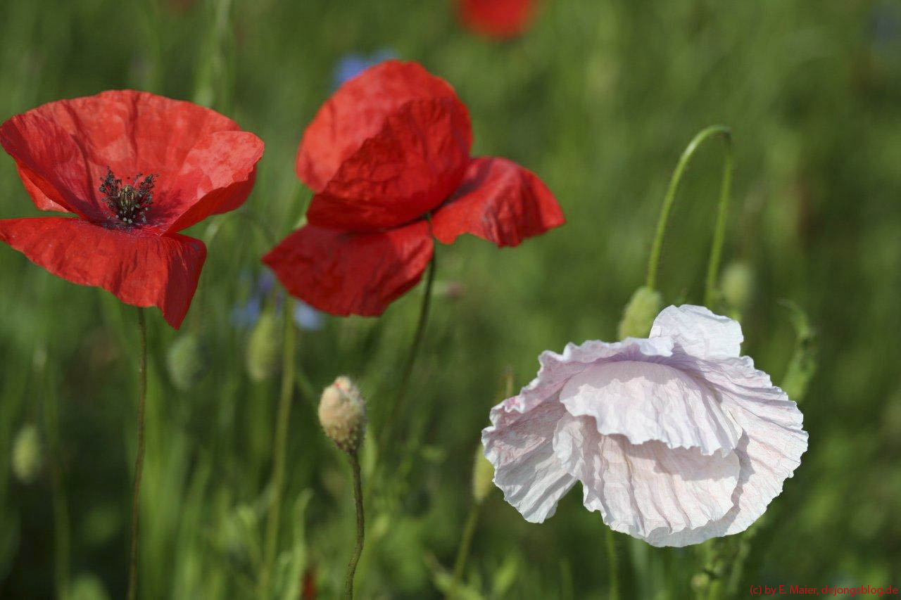 Mohnblume