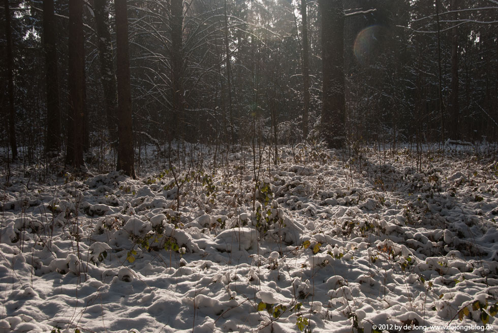 von der Sonne beleuchteter Waldboden-featured_image