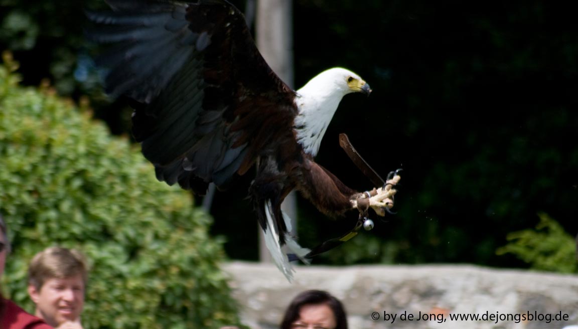 Adler im Anflug-featured_image