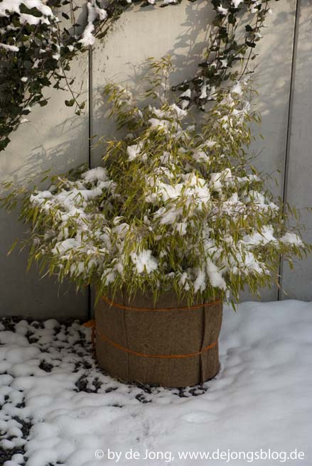 Eingepackter Bambus im Winter-featured_image