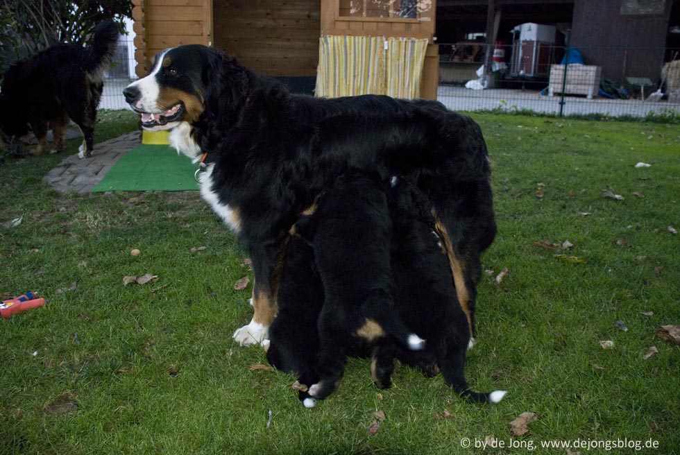 Berner Sennenhund – Mutter mit trinkenden Welpen-featured_image