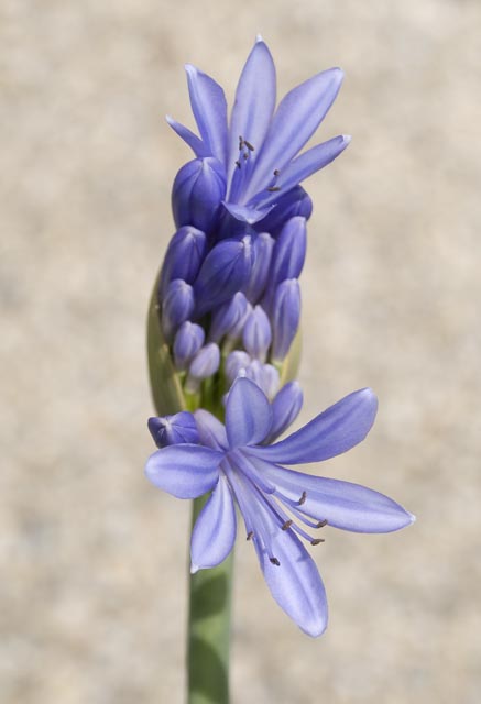 Blaue Blüte-featured_image