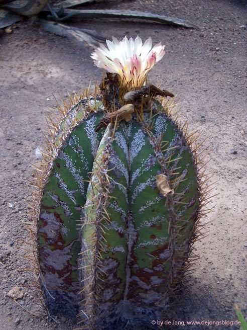 Kaktus mit weißer Blüte-featured_image