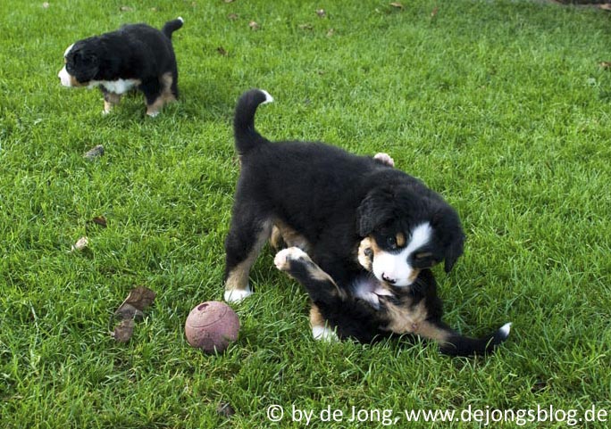 Berner Sennenhund – Schöne Welpen-featured_image